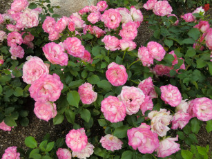 Картинка цветы розы куст