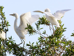 Картинка животные цапли