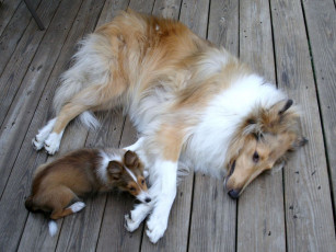 Картинка животные собаки колли