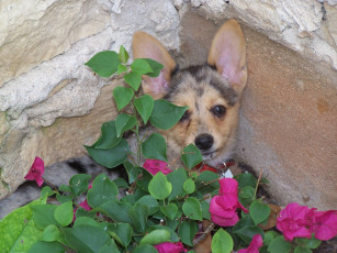 Картинка животные собаки песик