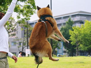 Картинка животные собаки прыжок