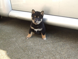 Картинка животные собаки щенок