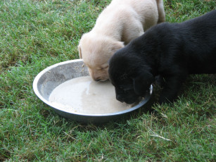 Картинка животные собаки щенок