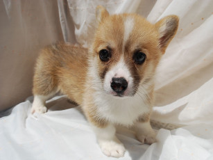 Картинка животные собаки вельш корги кардиган