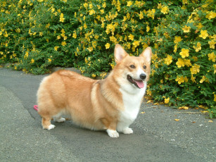 Картинка животные собаки вельш корги кардиган