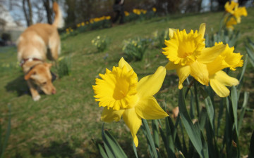 Картинка цветы нарциссы желтый