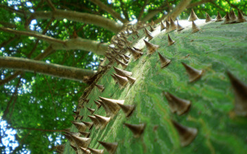 Картинка природа деревья ствол шипы ветви