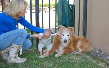 Картинка животные собаки пес