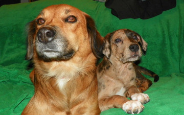 Картинка животные собаки щенок