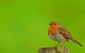 Картинка животные зарянки малиновки