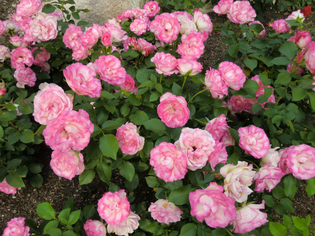 Обои картинки фото цветы, розы, куст