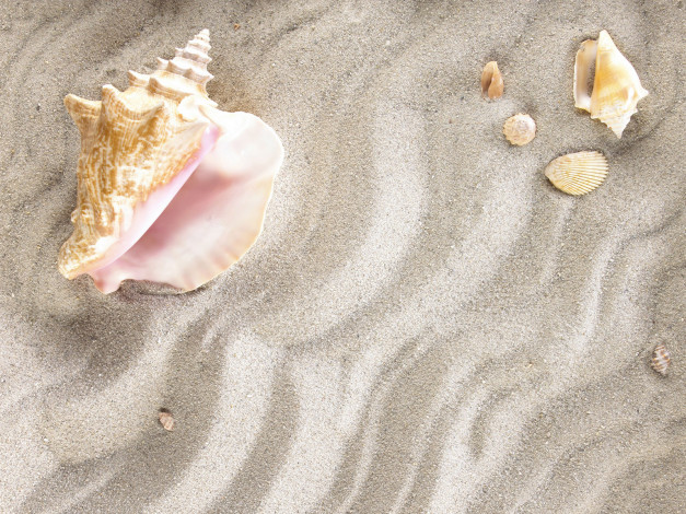 Обои картинки фото разное, ракушки, кораллы, декоративные, spa, камни