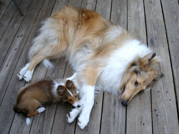 Обои картинки фото животные, собаки, колли