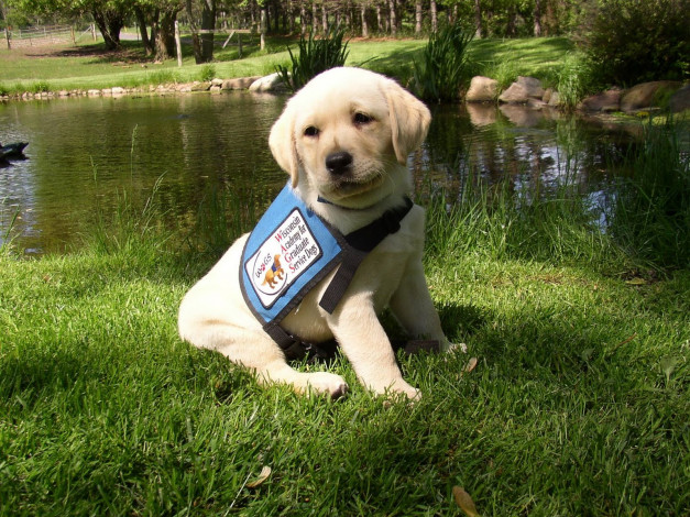 Обои картинки фото животные, собаки, ретривер