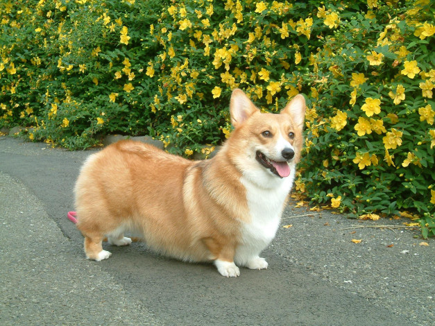 Обои картинки фото животные, собаки, вельш, корги, кардиган