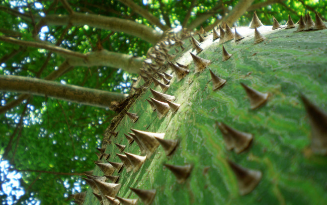 Обои картинки фото природа, деревья, ствол, шипы, ветви