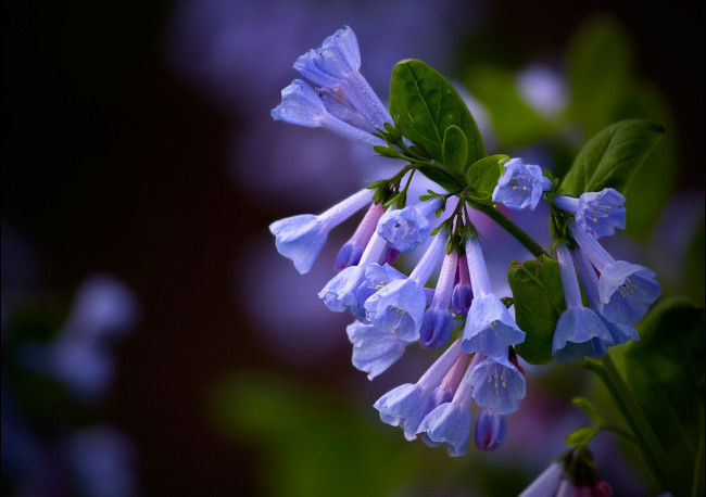 Обои картинки фото цветы, луговые, полевые, синий, голубой