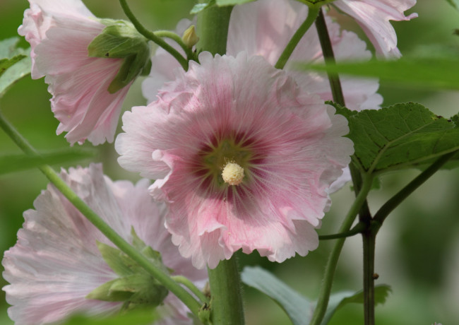 Обои картинки фото цветы, мальвы, мальва, цветок, лето