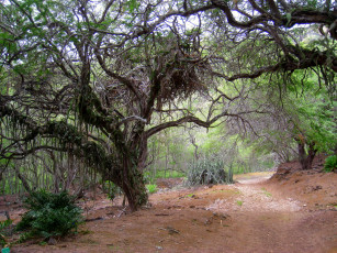 Картинка природа деревья дорога