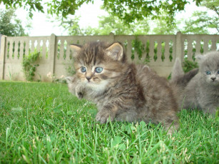 Картинка животные коты котята