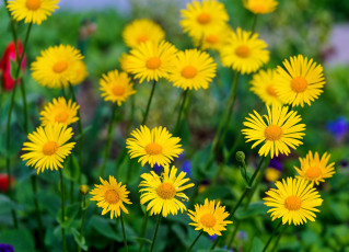 Картинка цветы ромашки дороникум жёлтые