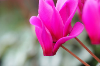 Картинка цветы цикламены розовый яркий