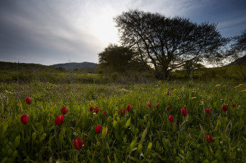 Картинка природа луга деревья луг цветы трава