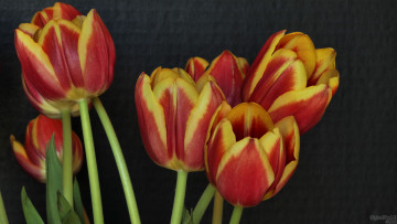 Картинка цветы тюльпаны