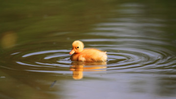 Картинка животные утки утенок вода
