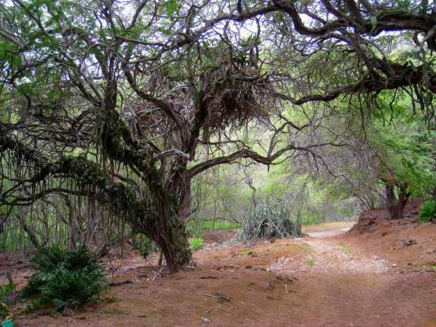 Обои картинки фото природа, деревья, дорога