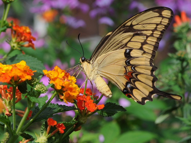 Обои картинки фото животные, бабочки, лантана, крылья