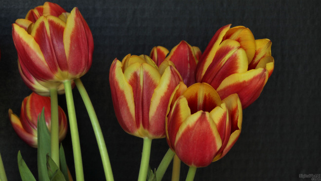Обои картинки фото цветы, тюльпаны