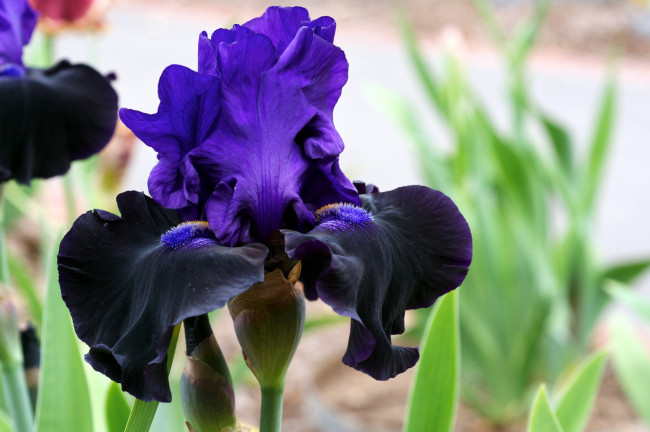 Обои картинки фото цветы, ирисы, фиолетовый