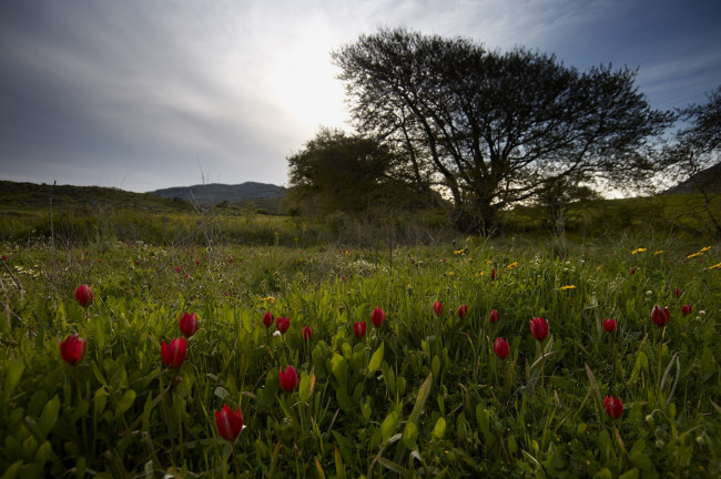 Обои картинки фото природа, луга, деревья, луг, цветы, трава