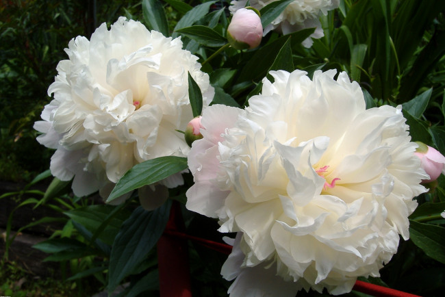 Обои картинки фото цветы, пионы