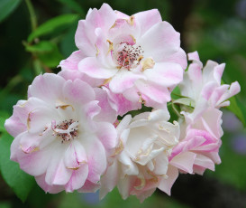 Картинка цветы розы макро лепестки