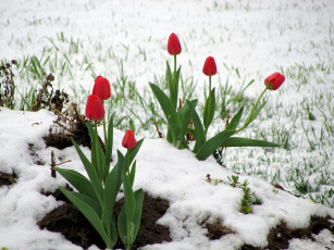 Картинка цветы тюльпаны cнег