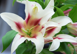 Картинка цветы лилии лилейники макро лепестки