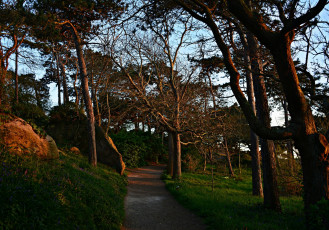 Картинка природа дороги трава тропинка деревья