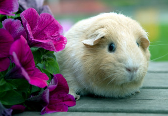Картинка животные морские свинки хомяки цветы морская свинка