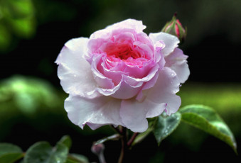 Картинка цветы розы розовый бутон