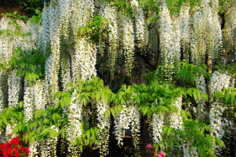 Картинка цветы глициния вистерия белый