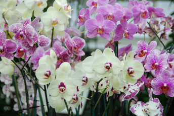 Картинка цветы орхидеи экзотика