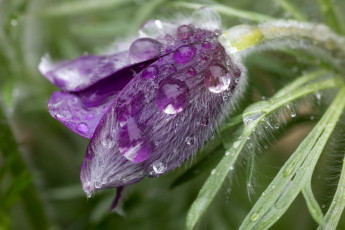 Картинка цветы анемоны адонисы макро сон-трава капли бутон
