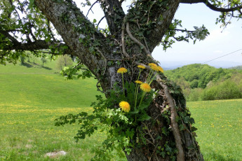 Картинка природа деревья одуванчики дерево трава луг
