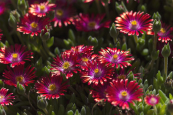 Картинка цветы аизовые бордовый много