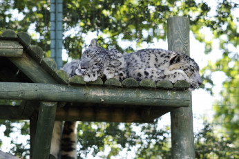 Картинка животные снежный барс ирбис барсы