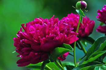 Картинка цветы пионы лиловый бутон