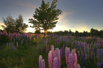 Картинка природа луга вечер дерево люпин