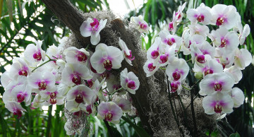 Картинка цветы орхидеи экзотика